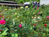 【苗栗】浪漫玫瑰花園，適合情侶家庭朋友賞花遊玩