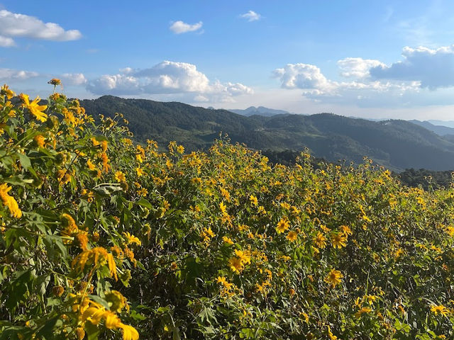 ทุ่งบัวตองดอยแม่อูคอ🌼🌼