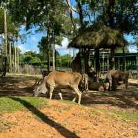 An Unforgettable Wildlife Adventure at VinPearl Safari Phu Quoc