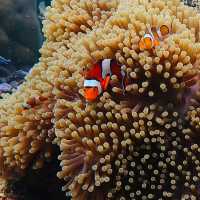 หมู่เกาะสุรินทร์ สุดยอดปะการังน้ำตื้น