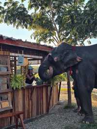 Cafe Elephant 🐘🌳