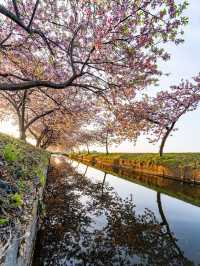 三重の桜の絶景ナンバー1 笠松ロード