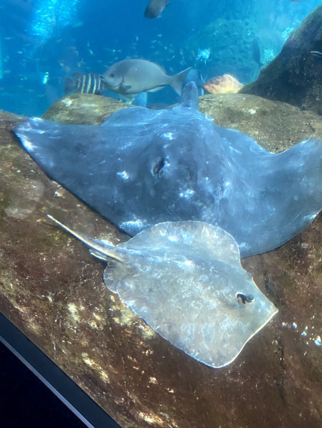 【祝🎉20周年！】展示会が魅力的な新江ノ島水族館🦭