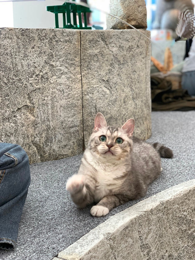😻🔖중구 명동 사랑과 빛이 가득한 고양이 카페, 루프캣미