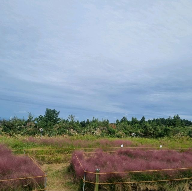 제주 새빌카페