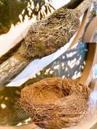 Up Close with Animals at Bird Paradise