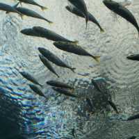 Underwater World Pattaya 