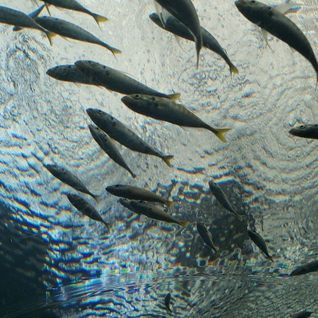 Underwater World Pattaya 
