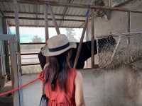 วังตาดคาเฟ่&ฟาร์ม พิษณุโลก