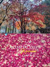 Autumn Splendor at Nami Island 🍁