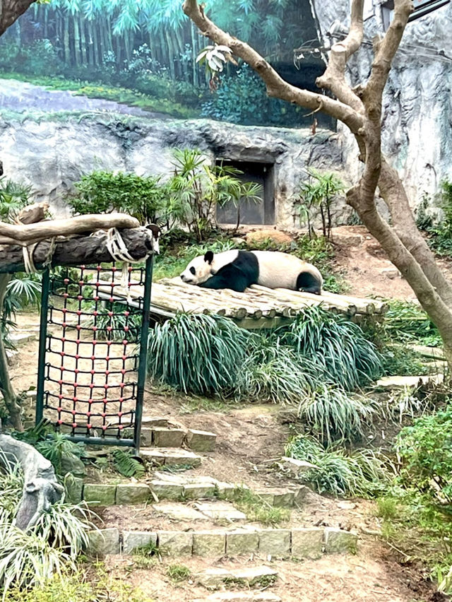 親親可愛熊貓貓@澳門大熊貓館
