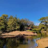 旭山三浦庭園：小橋流水中的日式幽靜 🌸🏞️