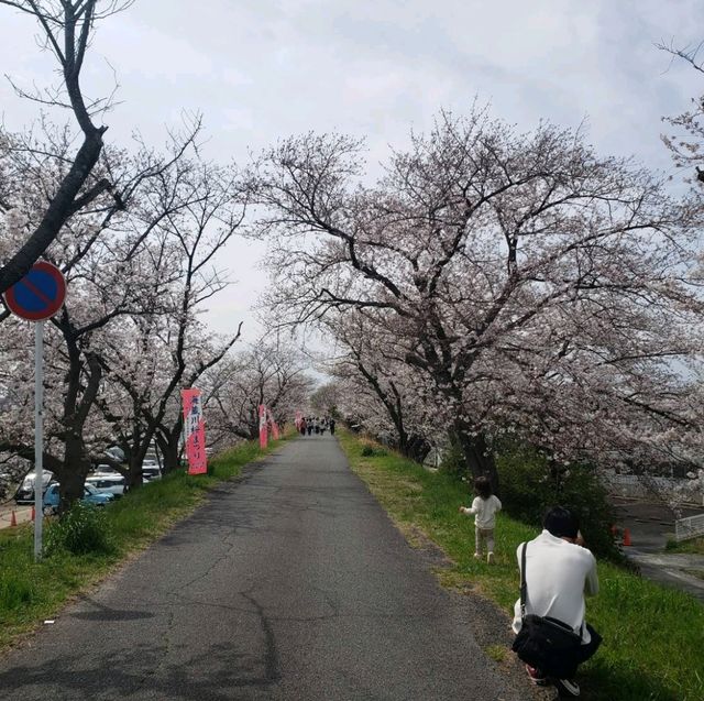 【四日市】海蔵川桜まつり