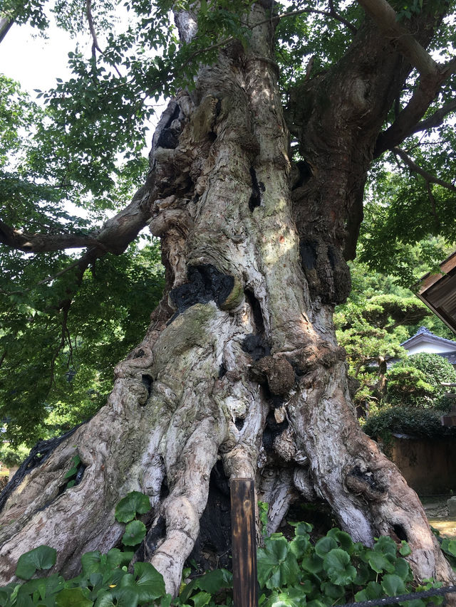 【島根🇯🇵】出雲大社で歴史を感じよう