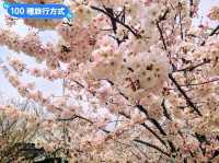 日本四國-德島賞花：山野林間的木蓮花、迎春花、櫻花