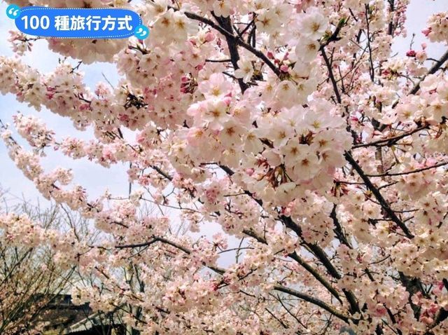 日本四國-德島賞花：山野林間的木蓮花、迎春花、櫻花