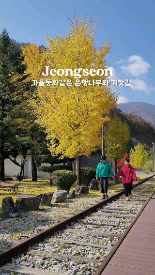 가을동화같은 은행나무와 기찻길💛
