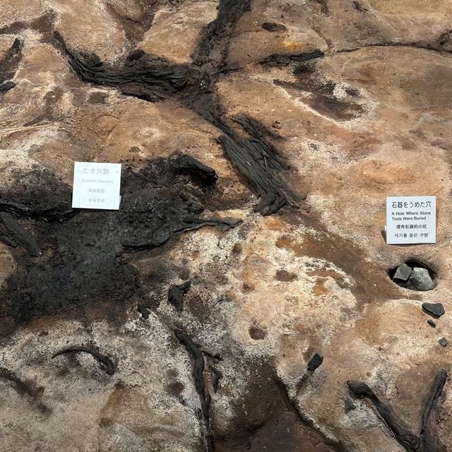 仙台景點｜全世界唯一可見冰河時期森林遺蹟博物館—地底之森博物館(仙台市富澤遺跡保存館)