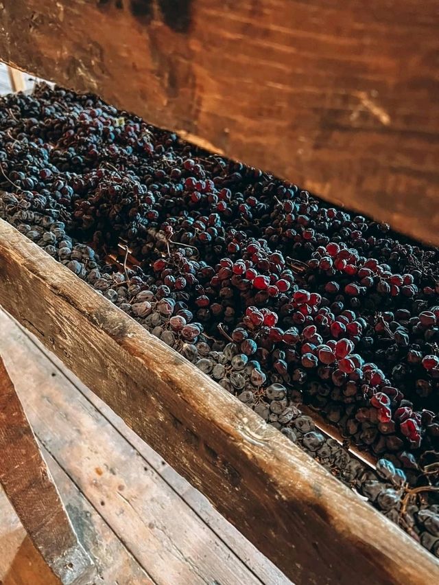 「托斯卡納紅酒Sassicaia」酒莊：浪漫名字，世界一流品質，酒迷朝聖之旅