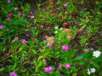 สวนดอกไม้ Flora Creek - Krisada Doi