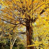 清流公園：詩意之地 🍂