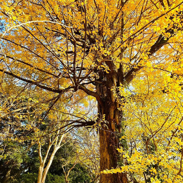 清流公園：詩意之地 🍂