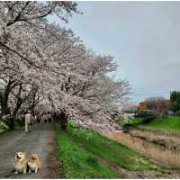 Cherry Blossom along the River