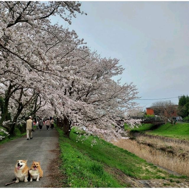 Cherry Blossom along the River