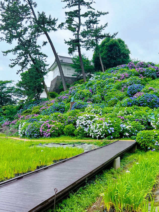 【神奈川】お城と紫陽花の風景