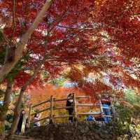 景點推薦：高尾山，秋季紅葉美景一覽無遺