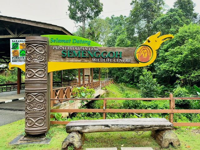 Experiencing Semenggoh Wildlife Centre