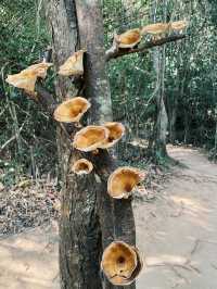 สายมูควรรู้ ก่อนขึ้นถ้ำนาคี นครพนม