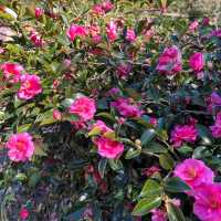 Discover the beauty of Wuling Farm in Taiwan