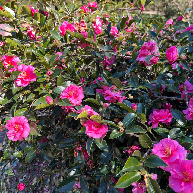 Discover the beauty of Wuling Farm in Taiwan