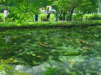 【岐阜県】モネの池として一躍話題に！根道神社の無もなき池