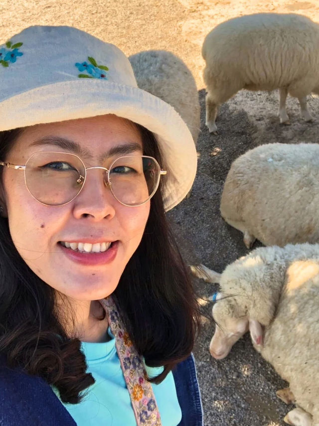 🐑 ม่อนแกะเขาค้อ