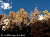 Best Autumn Viewing Experience 3/3 [Beyond Chonggu Grassland, Yading Nature Reserve]