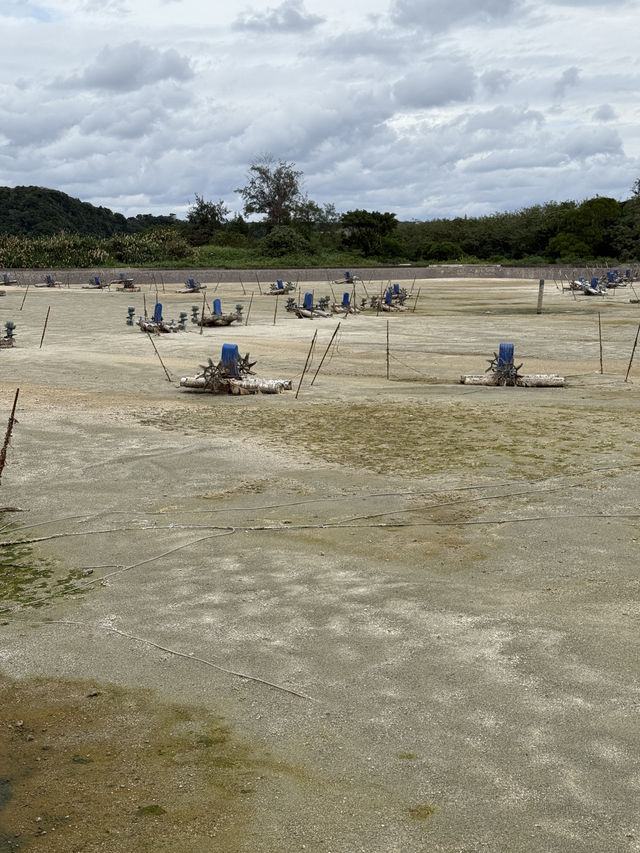 【沖縄県/名護市】沖縄でビッグサイズの車海老を食す！