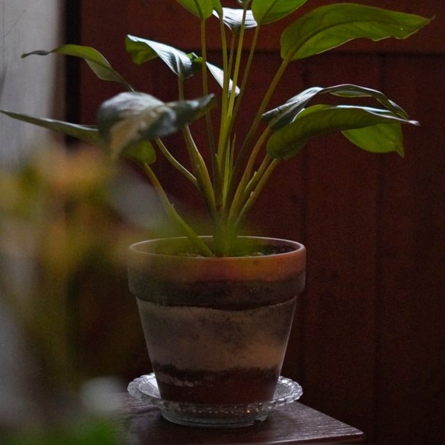 台灣高雄_革 KAWA_隱藏巷弄內 老宅甜點