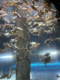 I traveled to Kuala Lumpur solely for this photo: A day trip to KLCC Aquaria 🐠🐡