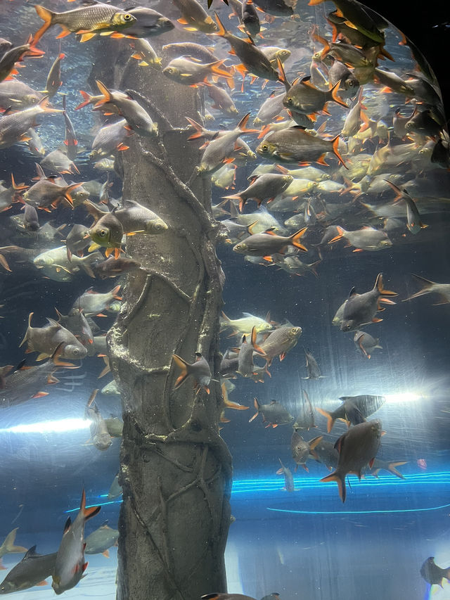 I traveled to Kuala Lumpur solely for this photo: A day trip to KLCC Aquaria 🐠🐡