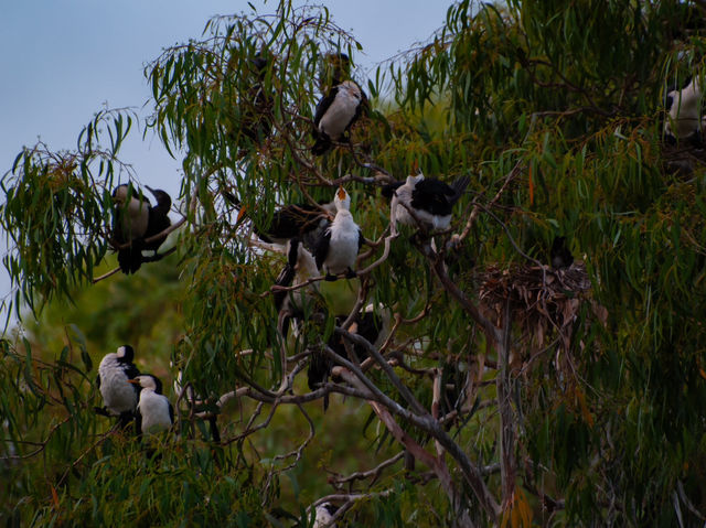 Tranquility by the Barwon: Discover Balyang Sanctuary