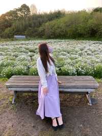 【瀬戸内海を一望する春限定の海辺の花畑】