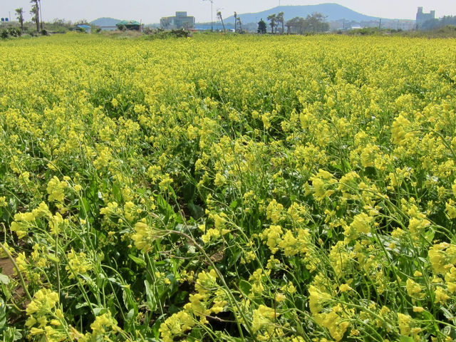 A Sea of Gold in Jeju: Seongsan Canola Flower Field
