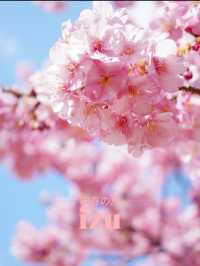 【伊豆×初春の旅】初春のお花見 はやっぱり河津