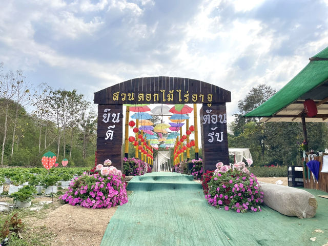 ไร่สตอเบอร์รี่อาจูเด่นชัย จ.แพร่