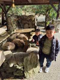 Capybaras in Onsen Bath at Nagasaki Bio Park