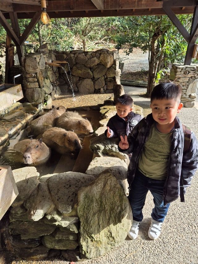Capybaras in Onsen Bath at Nagasaki Bio Park