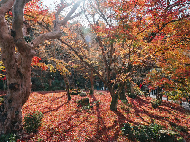 วัดเอ็นโคจิ (圓光寺, Enkōji)