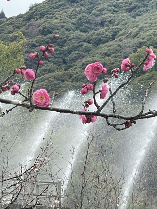 山口｜屹立逾350年 全木頭打造「不會倒的橋」岩國錦帶橋